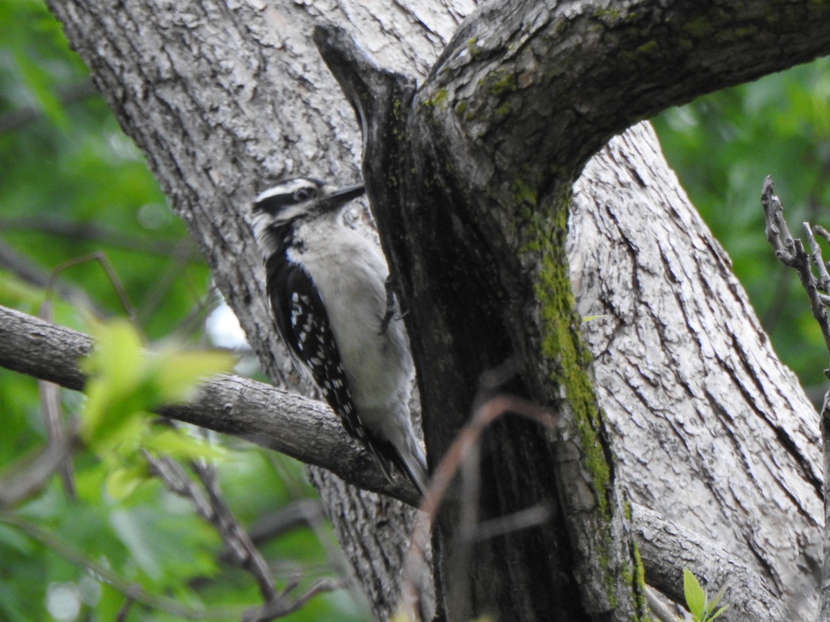 Hairy Woodpecker (Eastern) - Liren Varghese