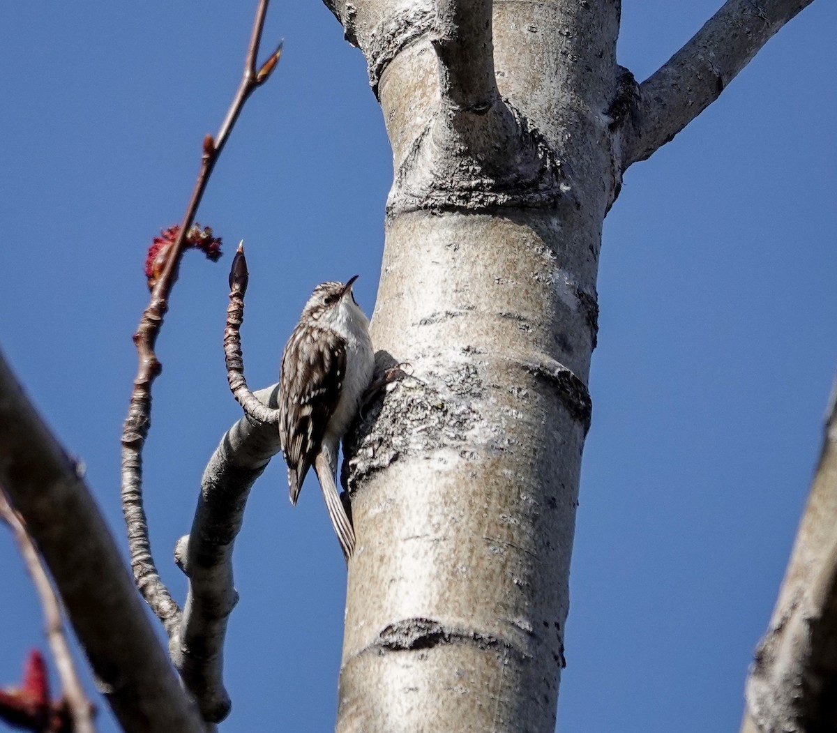 Brown Creeper - Patsy Skene