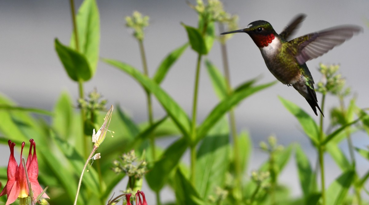 Ruby-throated Hummingbird - Gregory Hartman