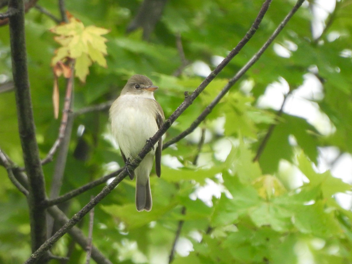 Willow Flycatcher - ML619202237