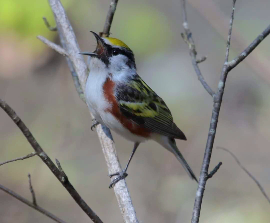 Chestnut-sided Warbler - Marcus Brown