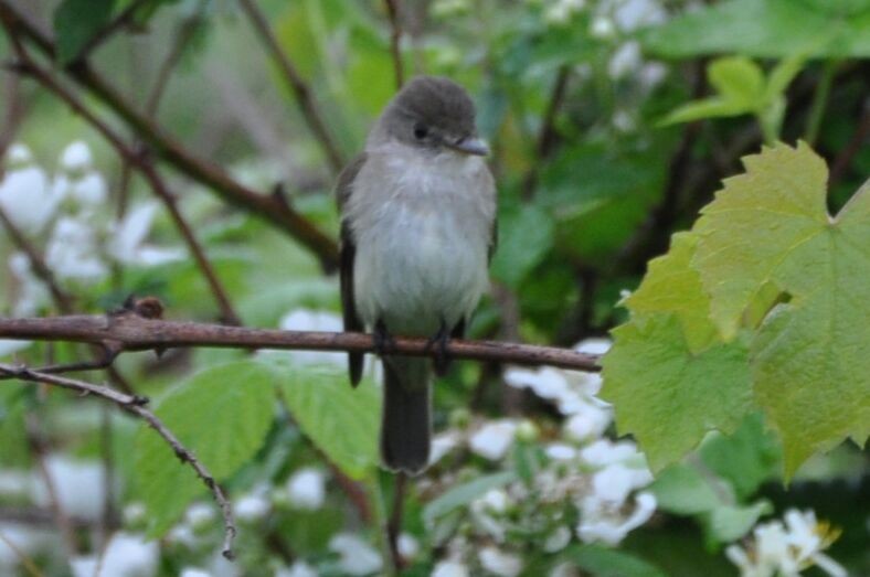 Willow Flycatcher - David Argent