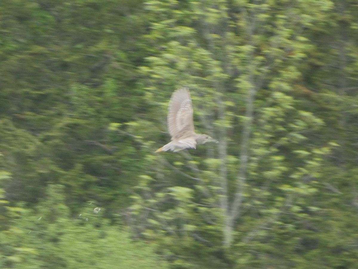 Black-crowned Night Heron - Paul Mackenzie