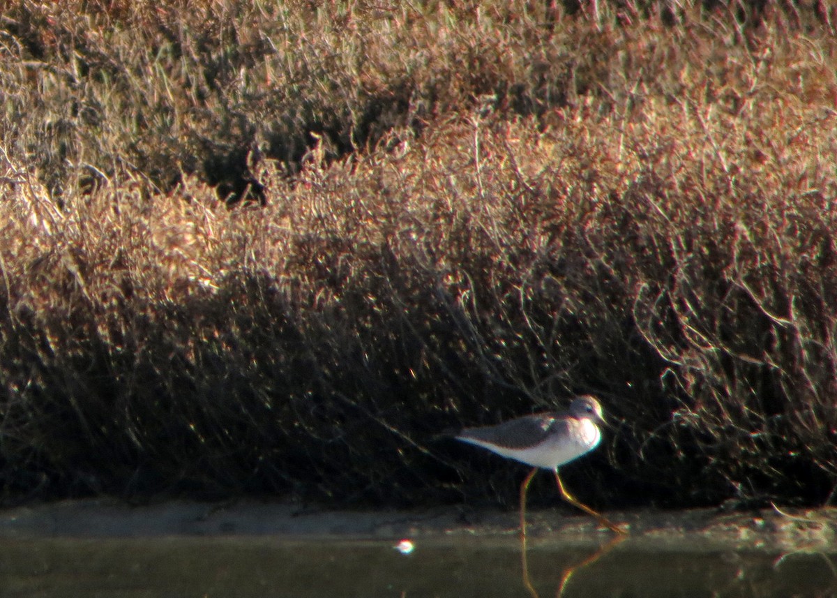 Greater Yellowlegs - ML619202274