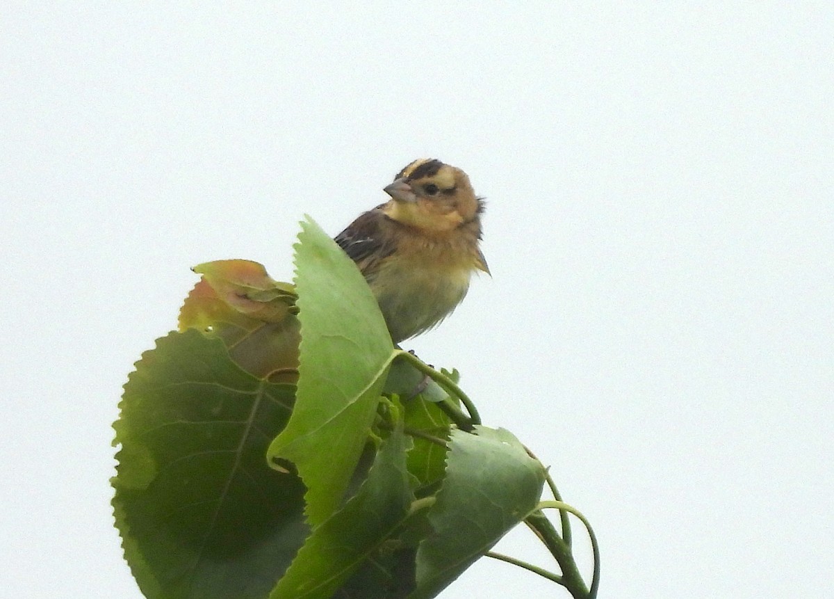 Bobolink - ML619202278