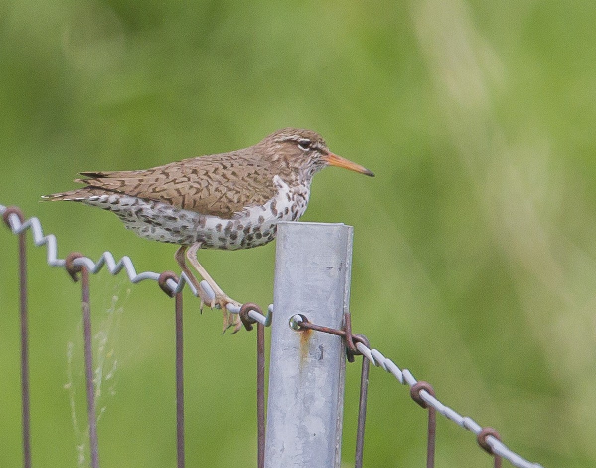 Spotted Sandpiper - Daniel Murphy