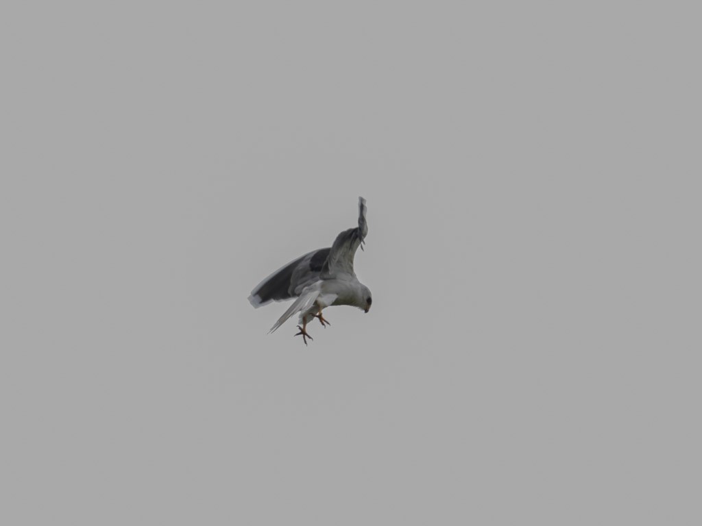 White-tailed Kite - OMAR JAVIER LÓPEZ GÓMEZ