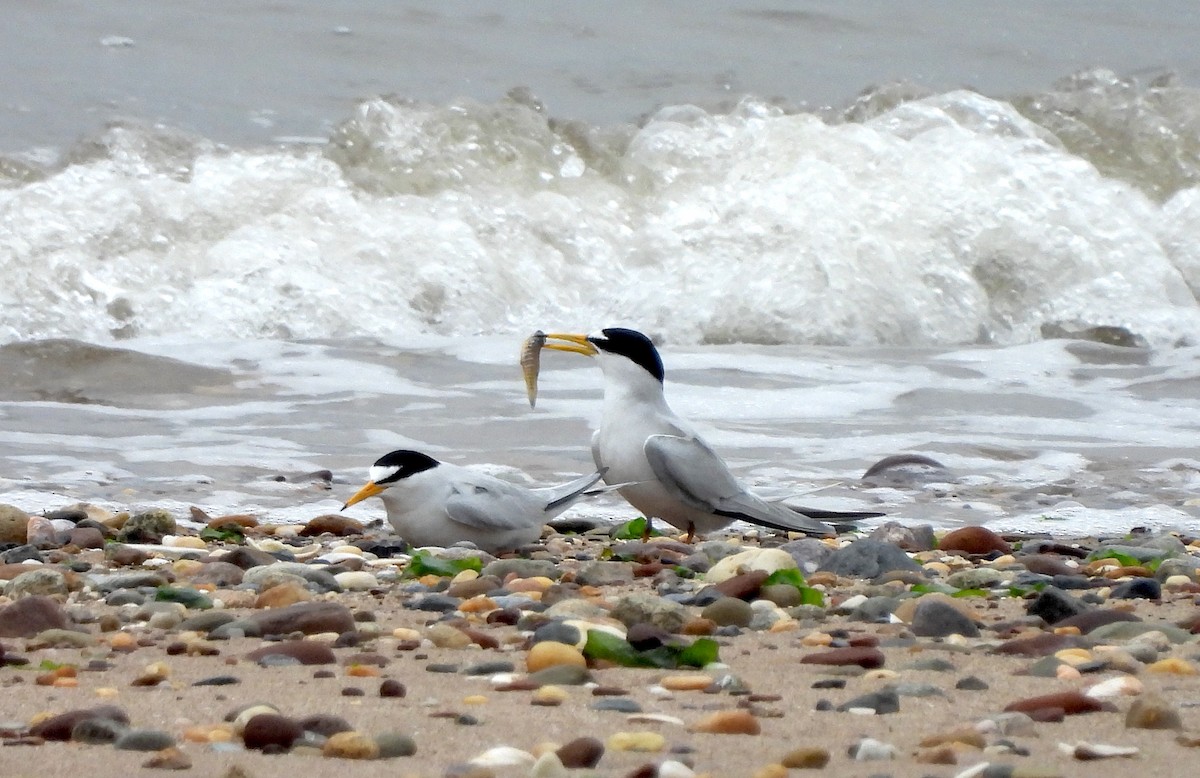 Least Tern - Nick Dawson