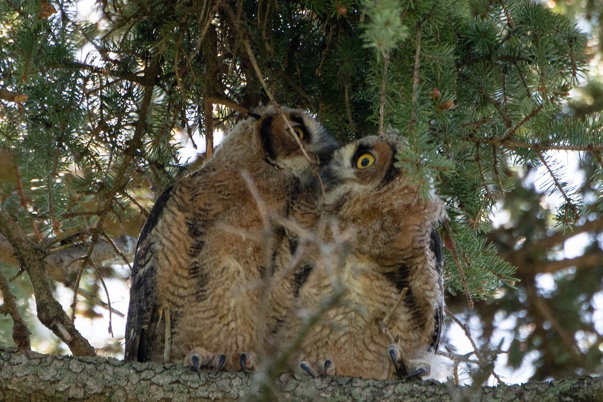 Great Horned Owl - Andrea Heine