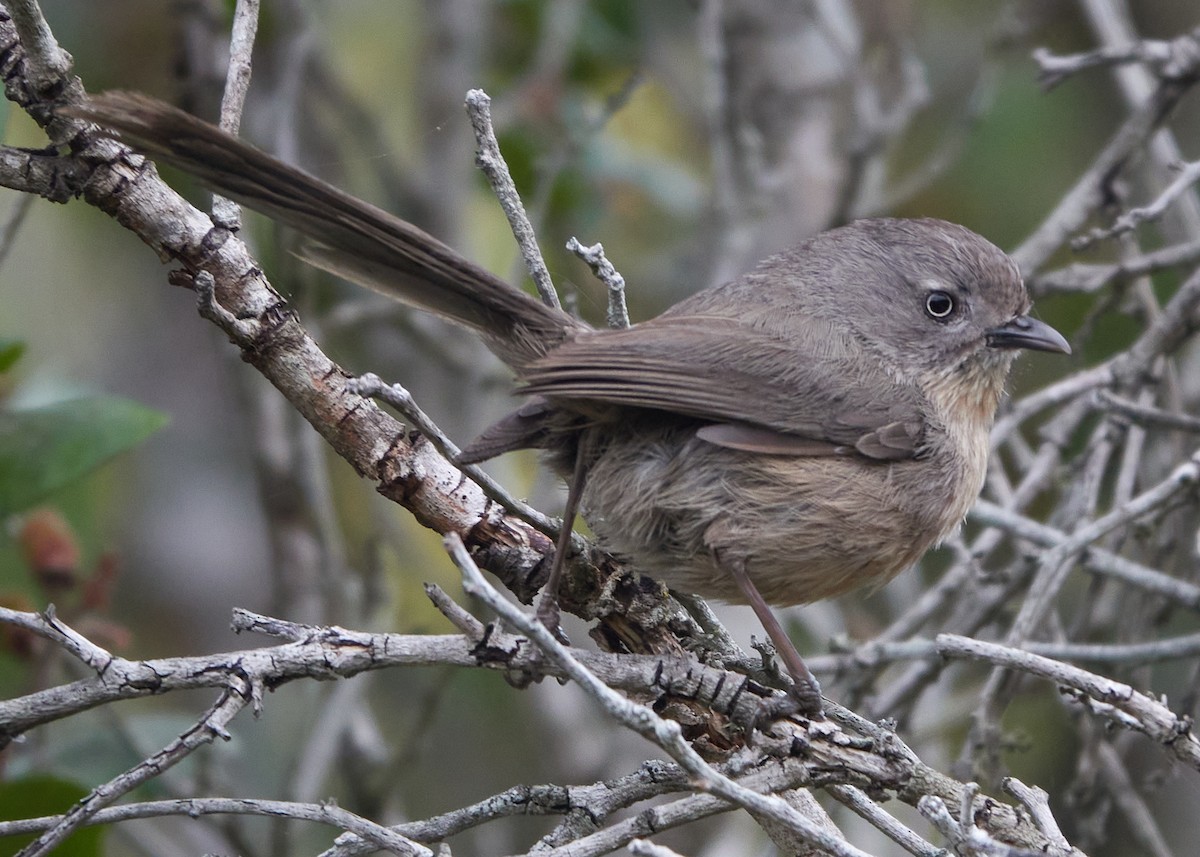 Wrentit - Evan Thomas