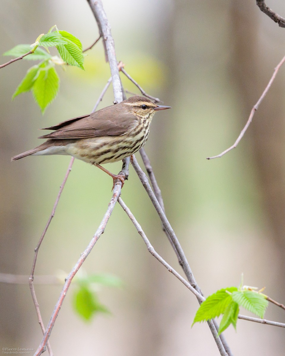 Northern Waterthrush - Pierre Lemieux