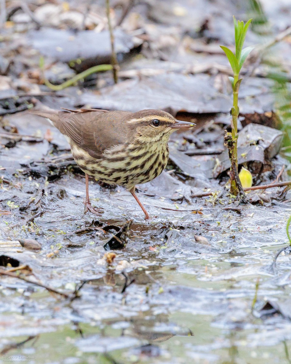 Northern Waterthrush - Pierre Lemieux