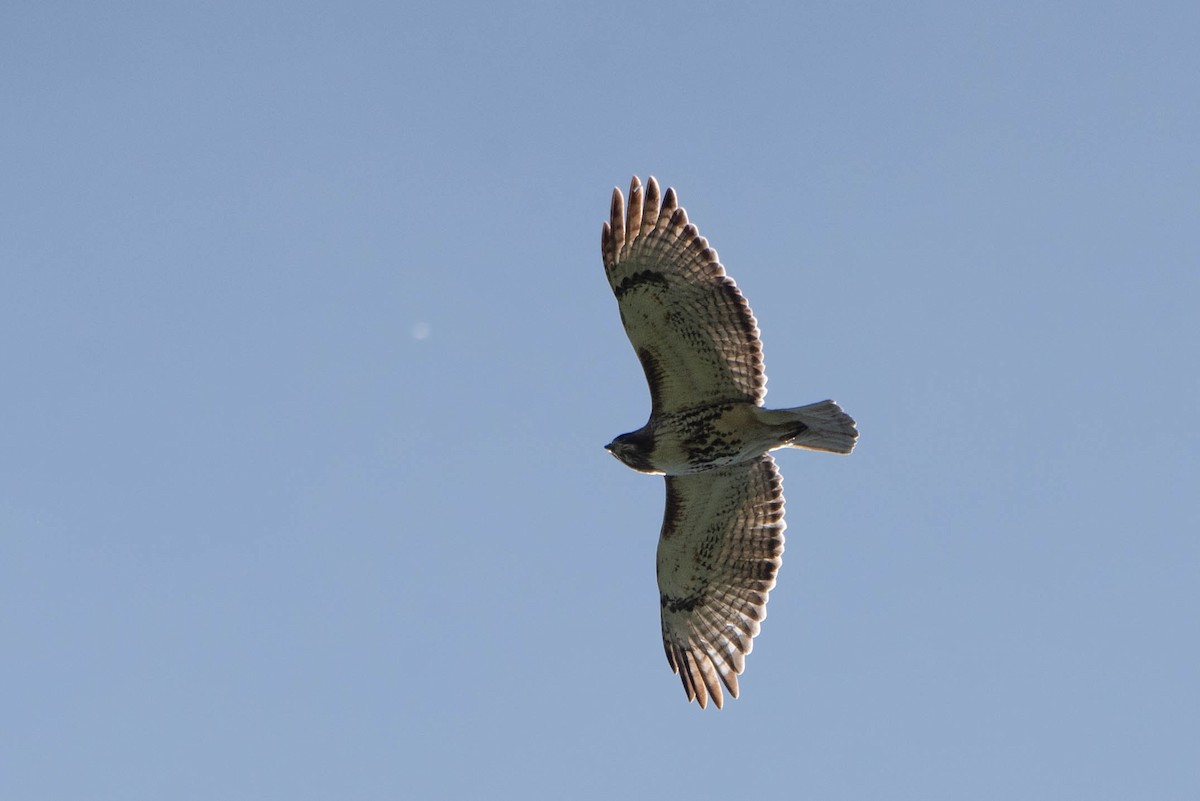 Red-tailed Hawk - Andrea Heine