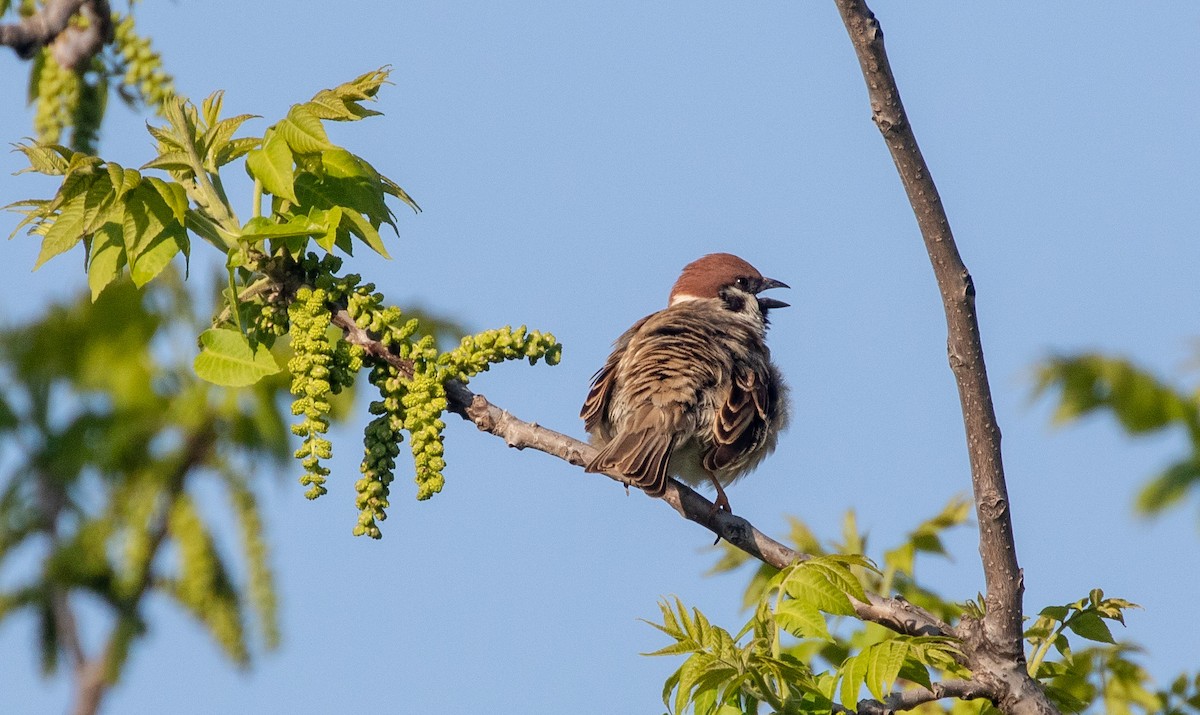 Eurasian Tree Sparrow - Todd Mitchell