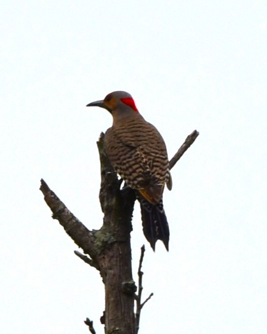 Northern Flicker - ML619202318