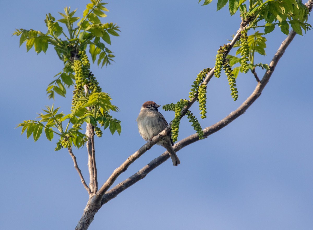 Eurasian Tree Sparrow - Todd Mitchell