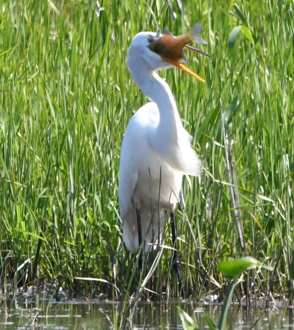 Great Egret - Gregory Hartman