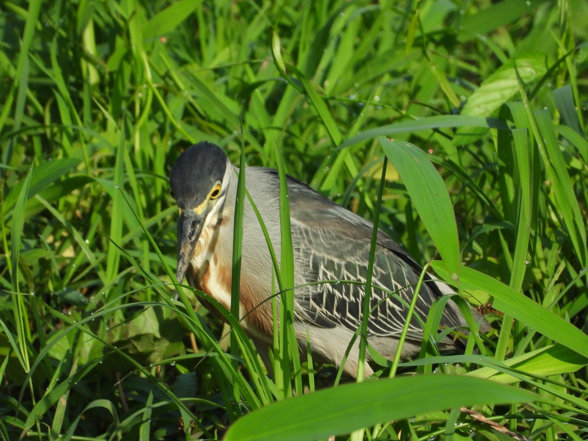 Striated Heron - ML619202335