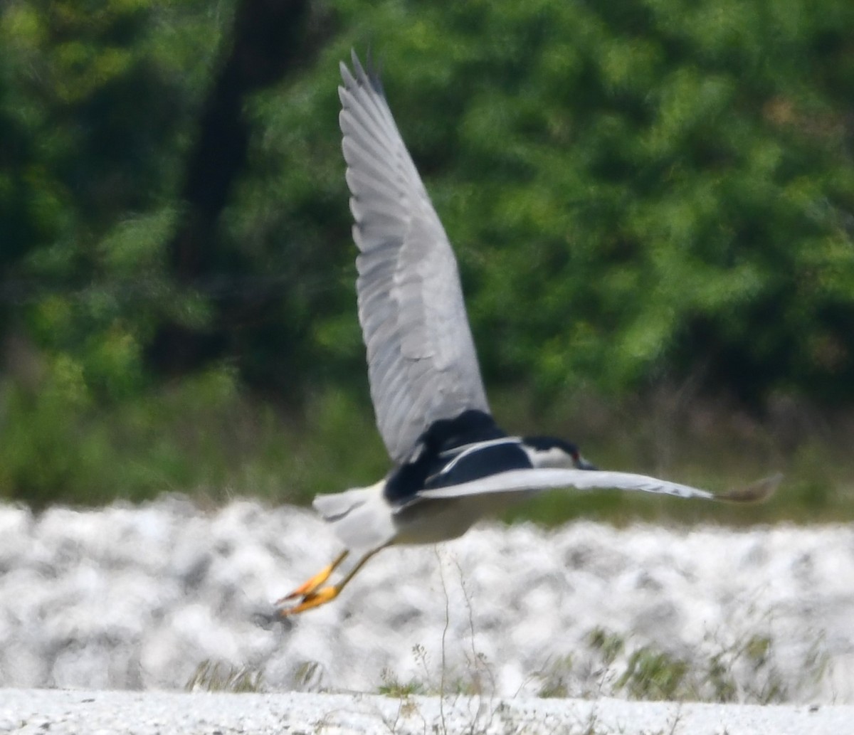 Black-crowned Night Heron - Gregory Hartman