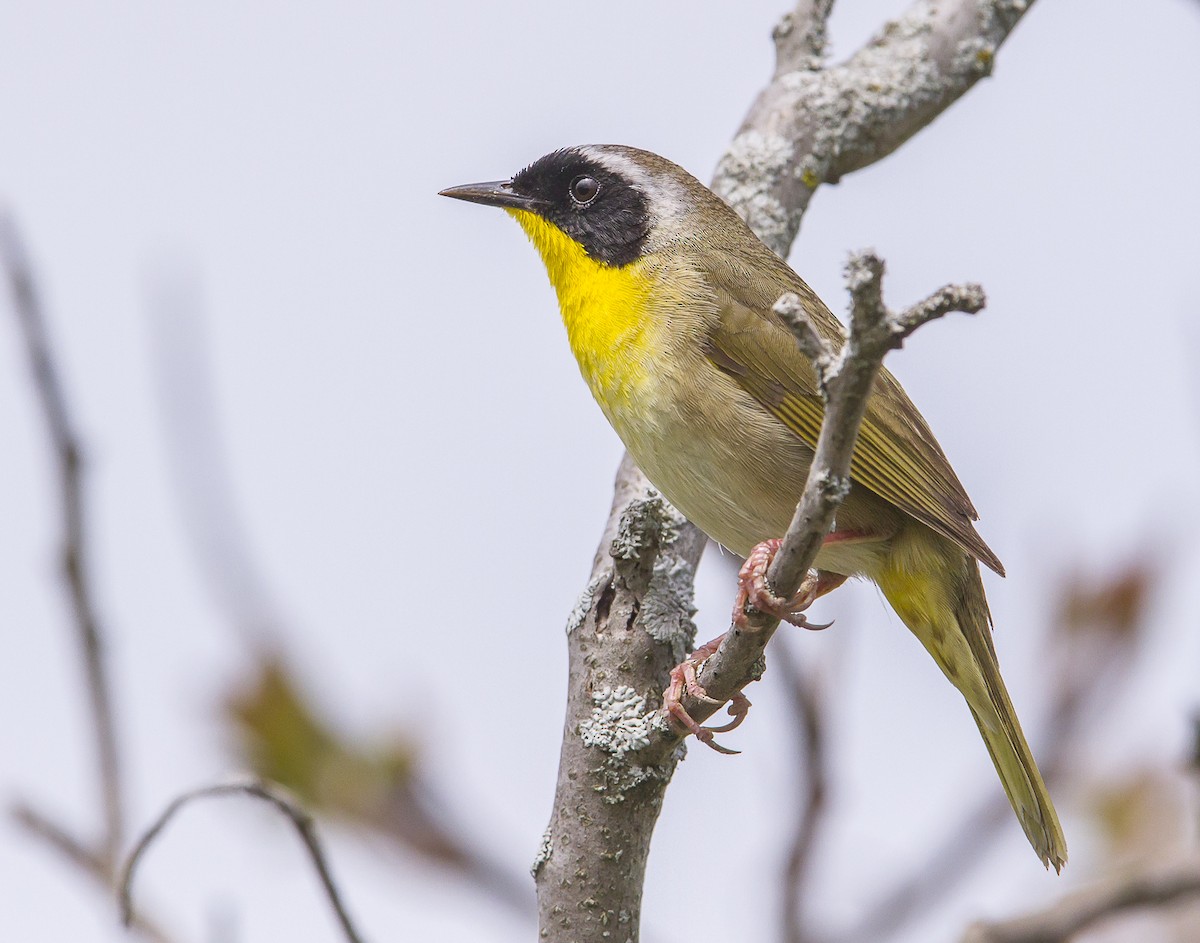 Common Yellowthroat - Daniel Murphy