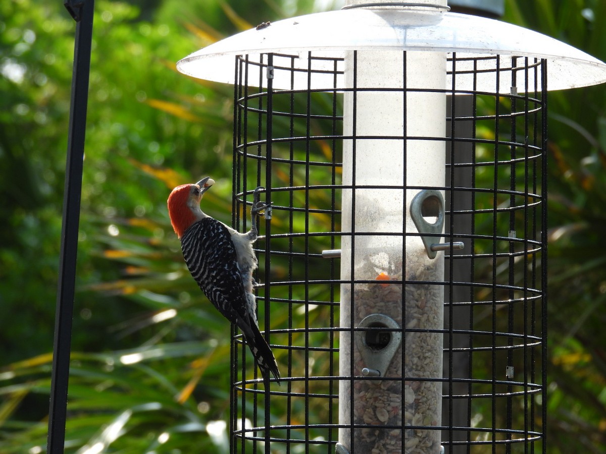 Red-bellied Woodpecker - Denise Rychlik