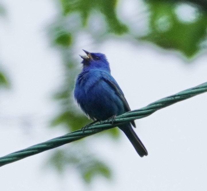 Indigo Bunting - linda kleinhenz