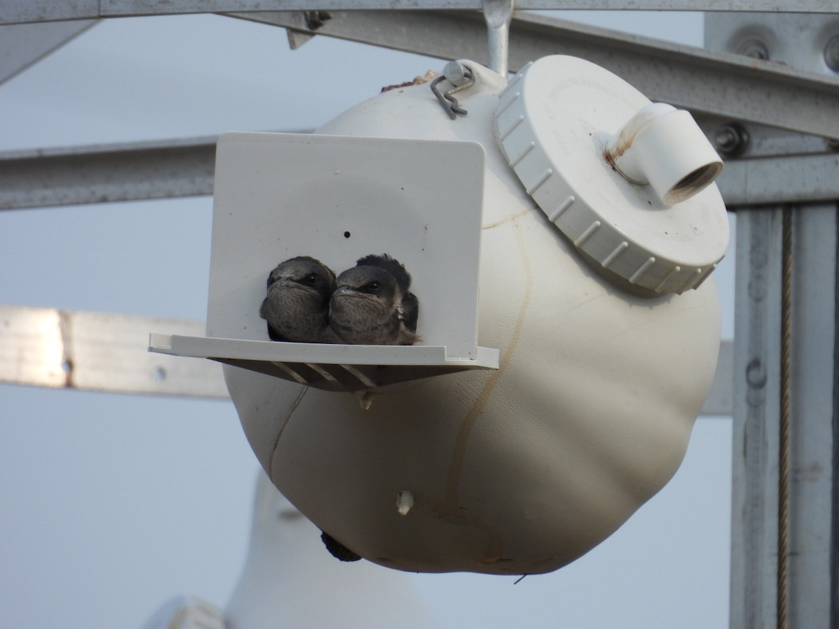 Purple Martin - Denise Rychlik