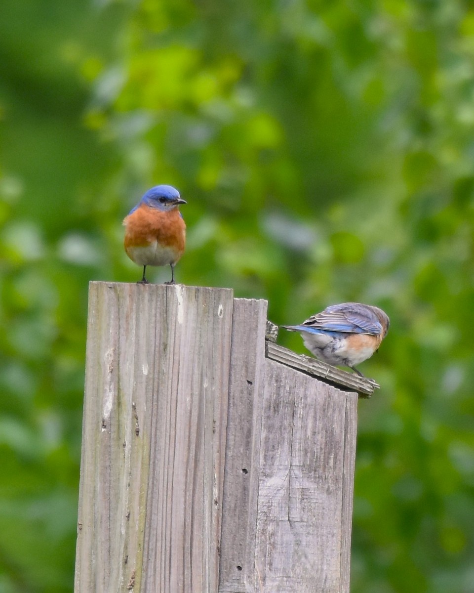 Eastern Bluebird - Stan Kozakowski