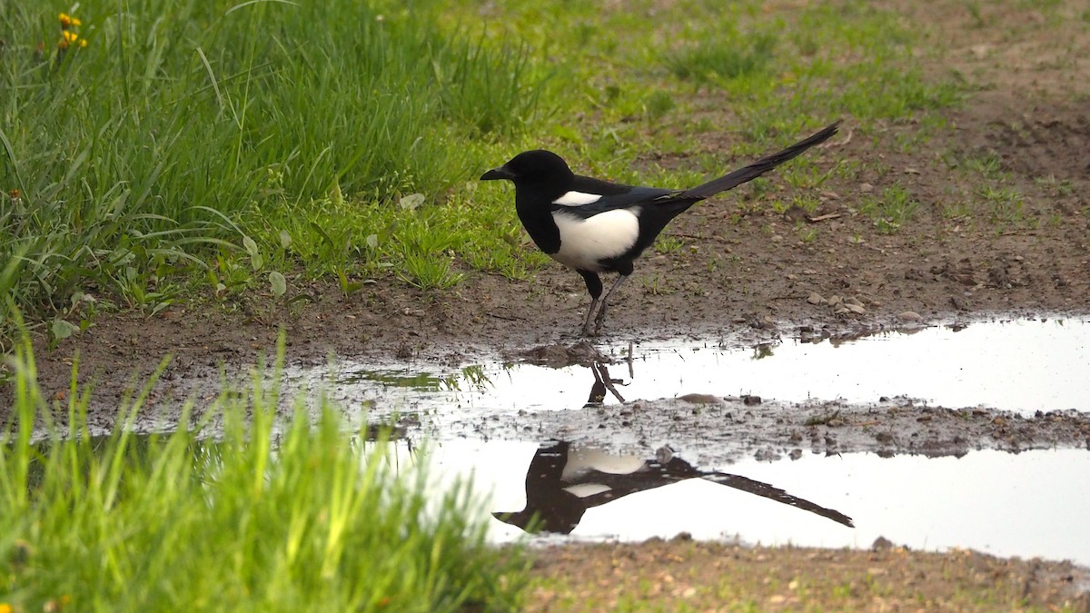 Black-billed Magpie - Ken MacDonald