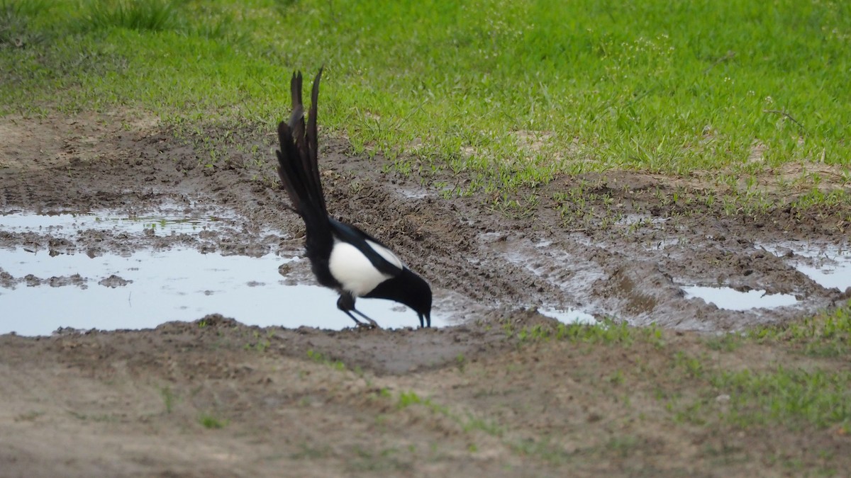 Black-billed Magpie - Ken MacDonald