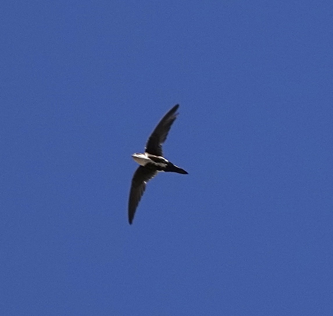 White-throated Swift - Frances Clapp