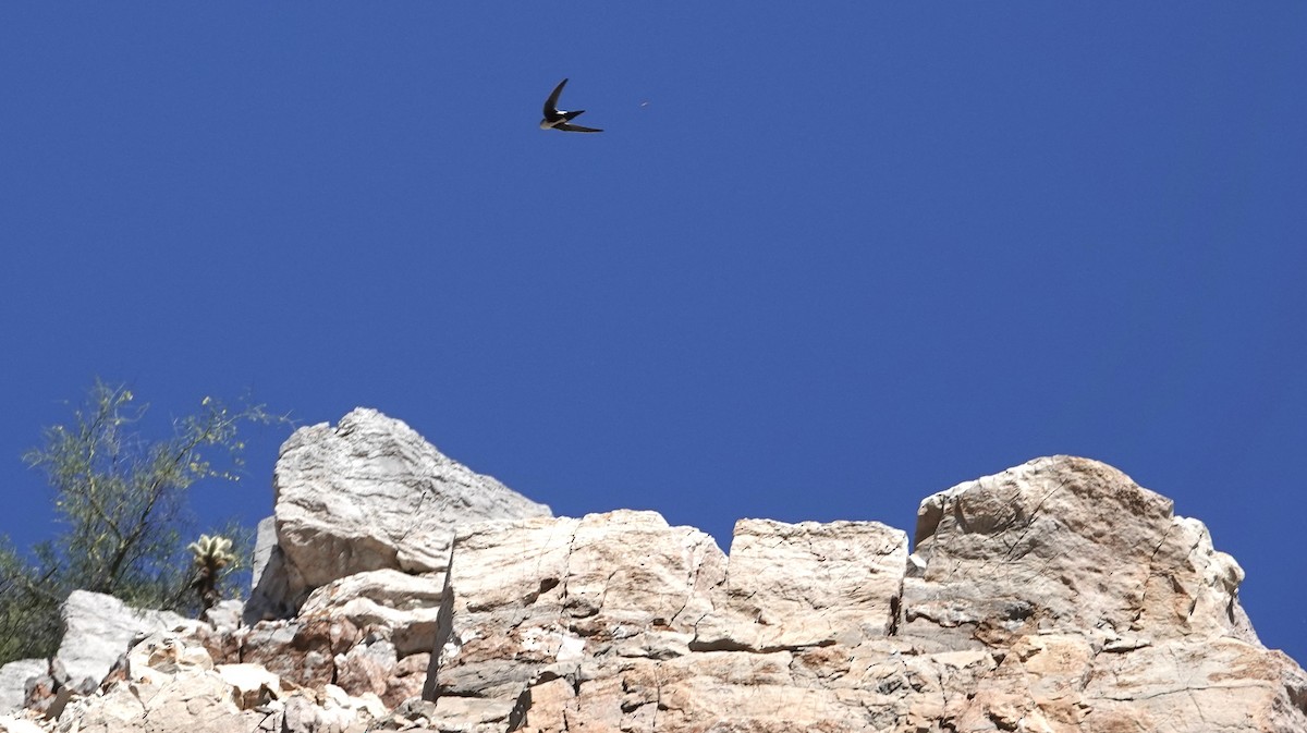 White-throated Swift - Frances Clapp