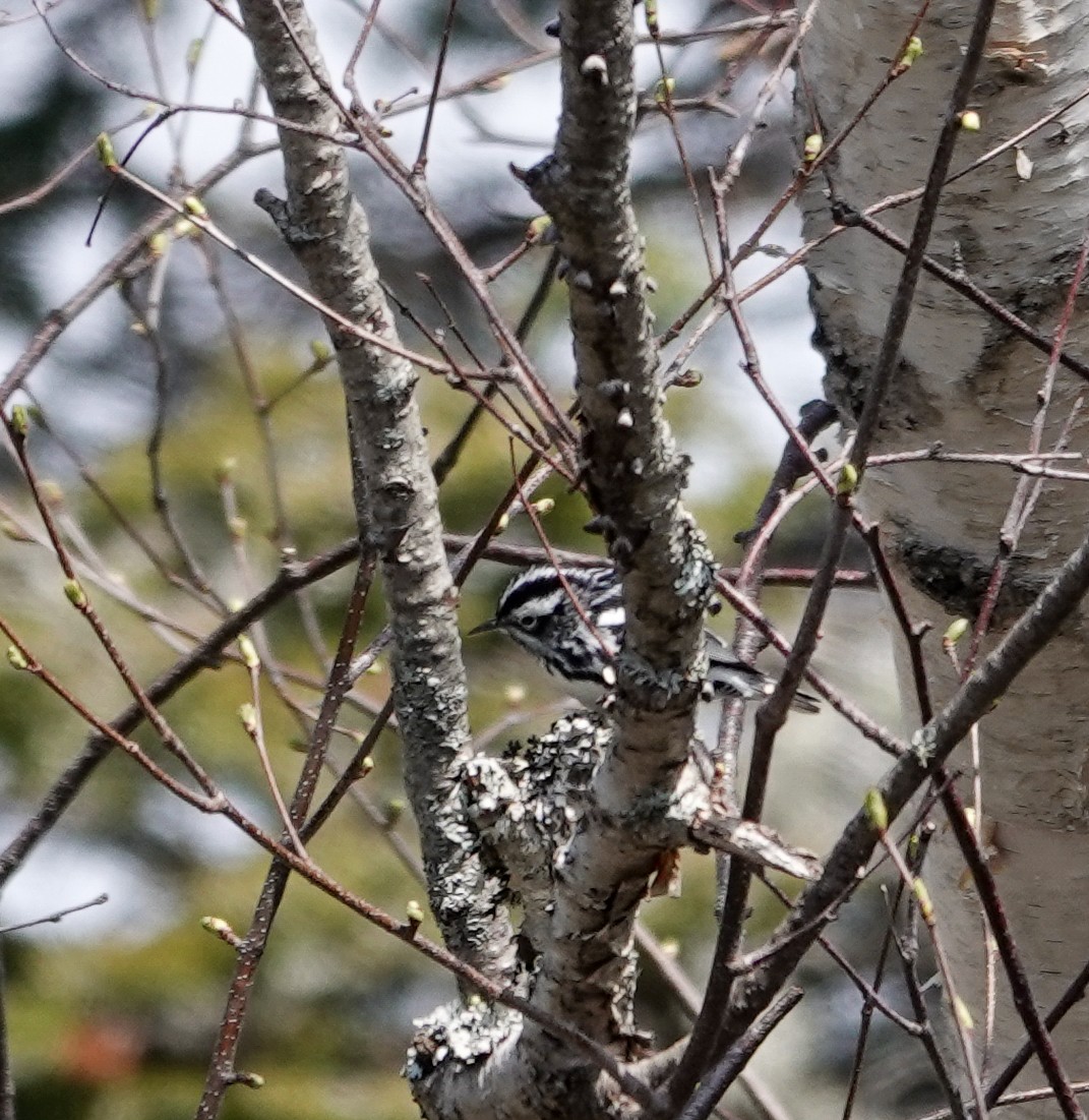 Black-and-white Warbler - Patsy Skene