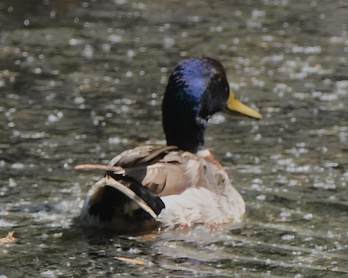 Mallard - Ted Wolff