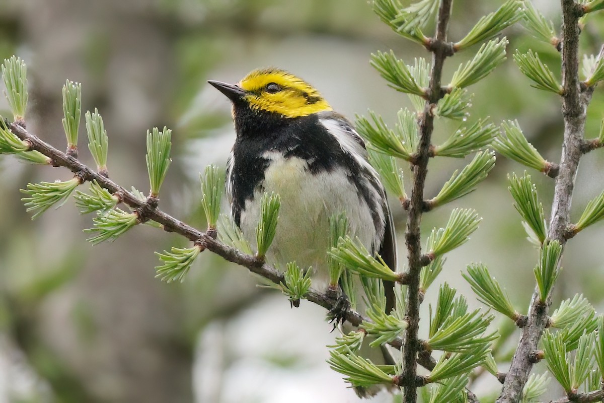 Black-throated Green Warbler - Gary Jarvis