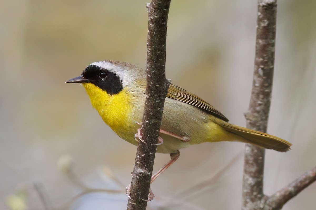 Common Yellowthroat - Gary Jarvis