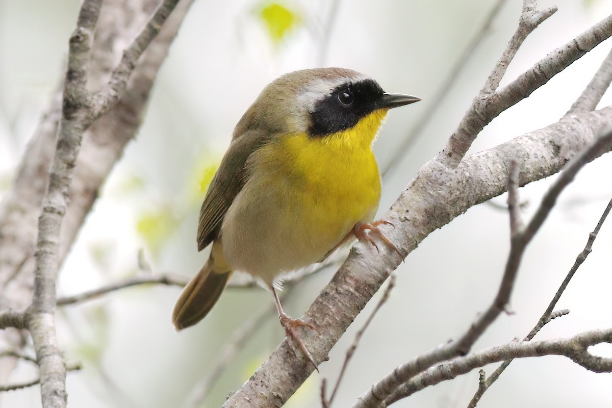 Common Yellowthroat - Gary Jarvis