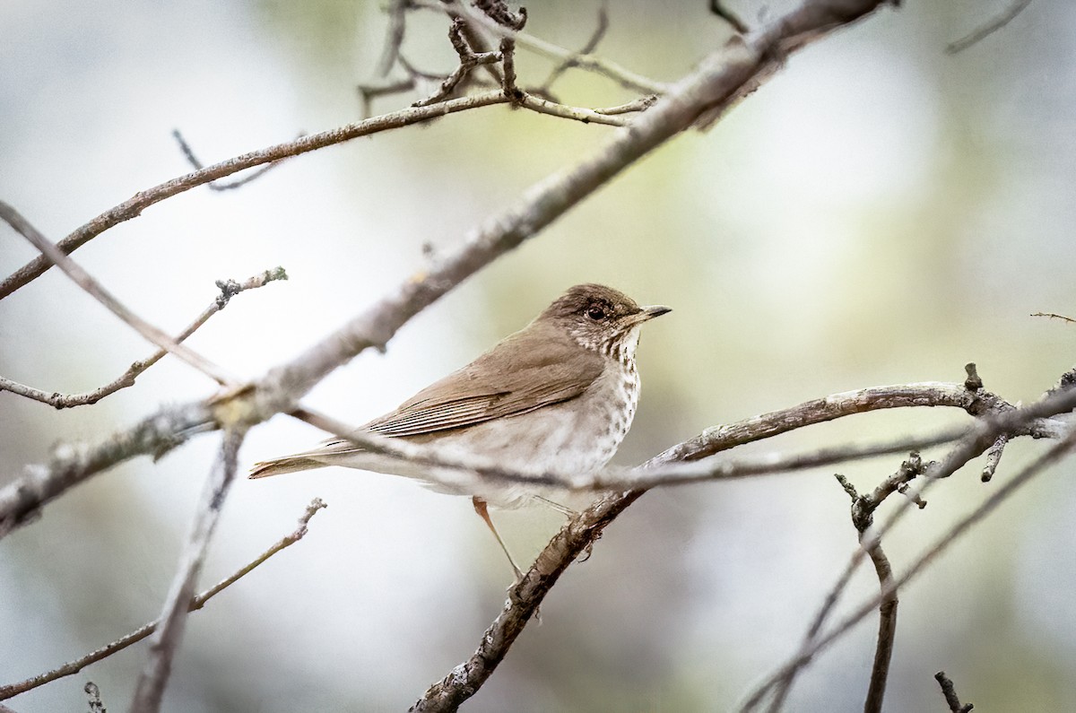 Gray-cheeked Thrush - Claude Garand