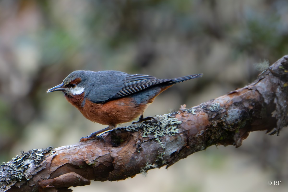 Giant Conebill - Roxie Fu