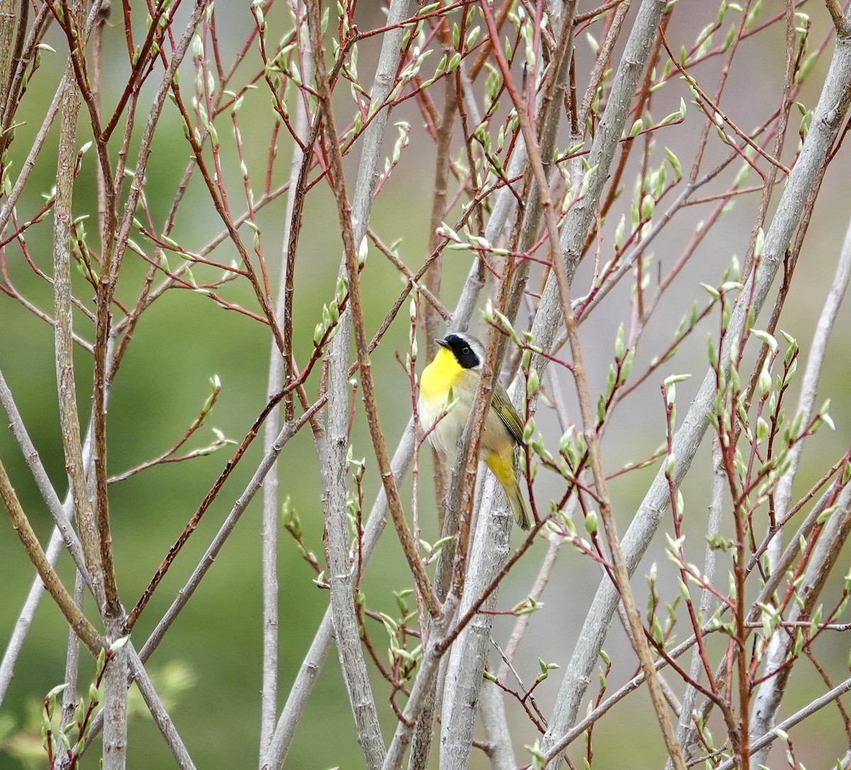 Common Yellowthroat - Patsy Skene