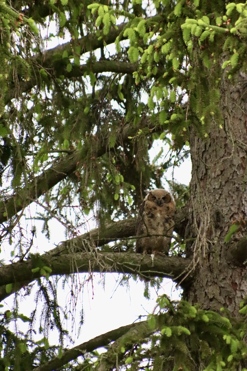 Great Horned Owl - C Schneck