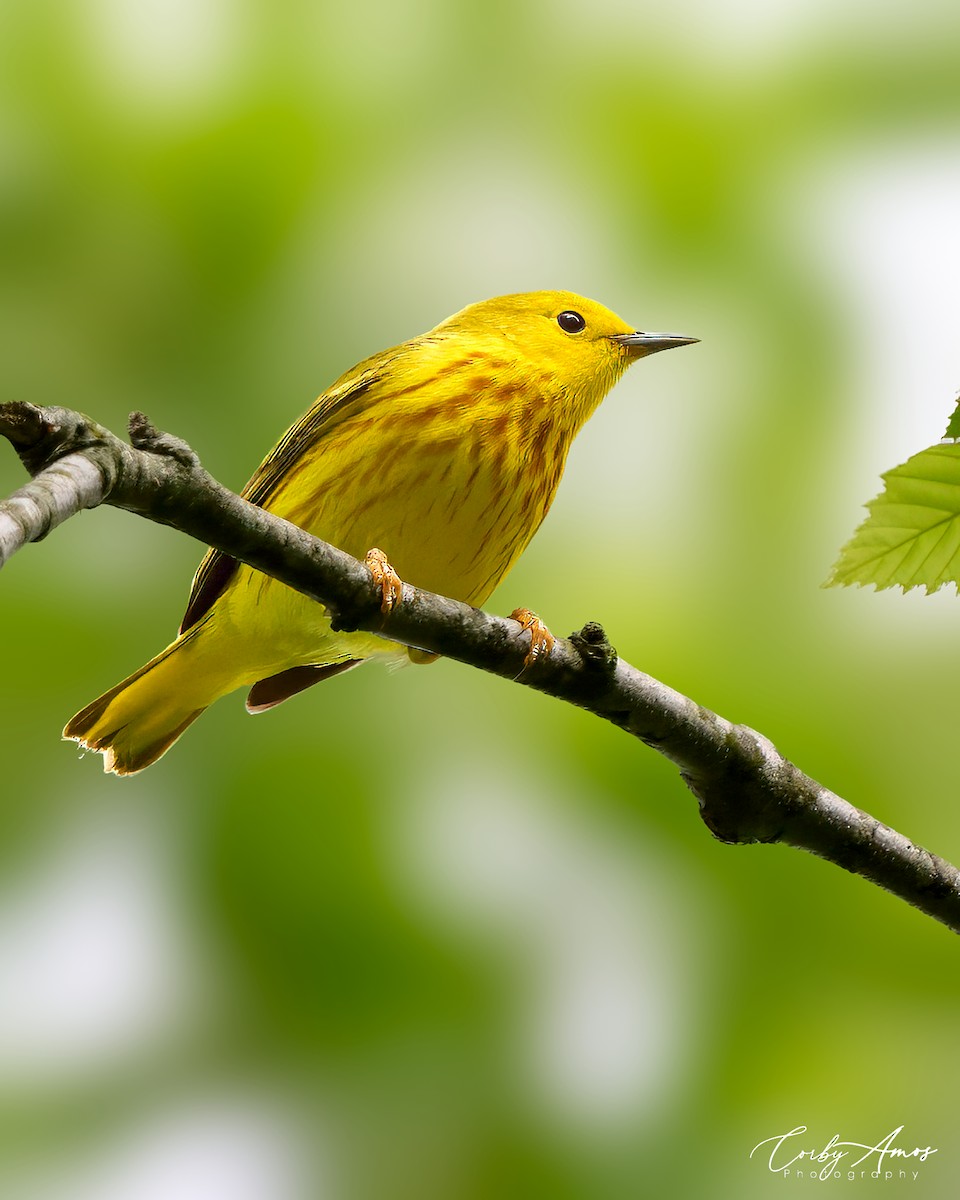 Northern Yellow Warbler - Corby Amos