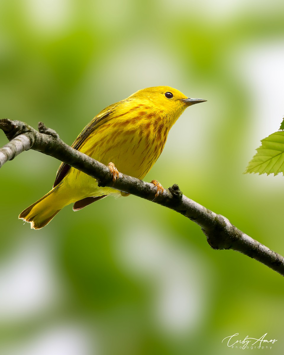 Yellow Warbler - Corby Amos
