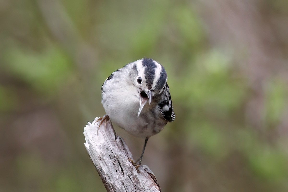 Black-and-white Warbler - Gary Jarvis