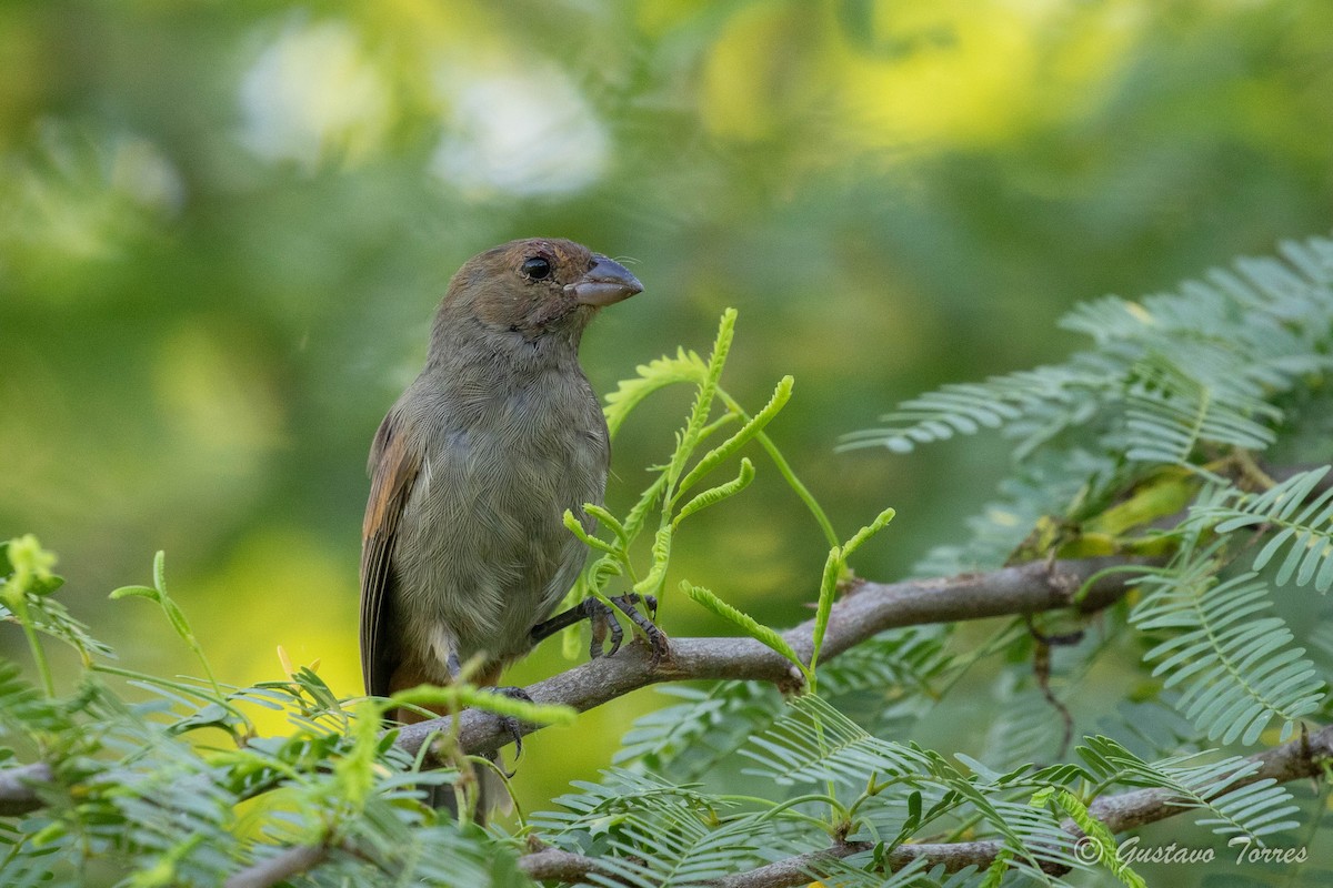 Lesser Antillean Bullfinch - Gustavo  Torres