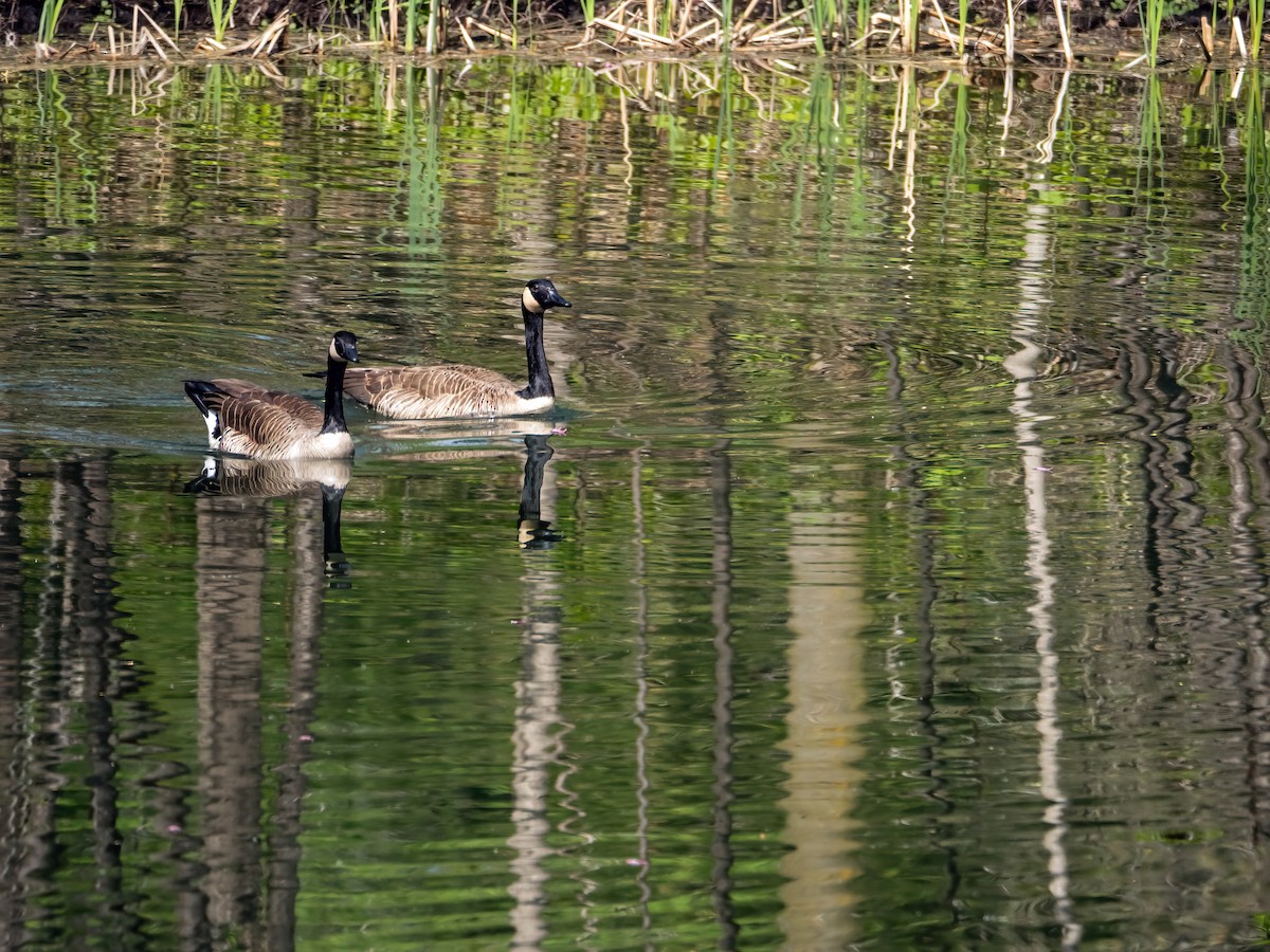 Canada Goose - Danielle  A