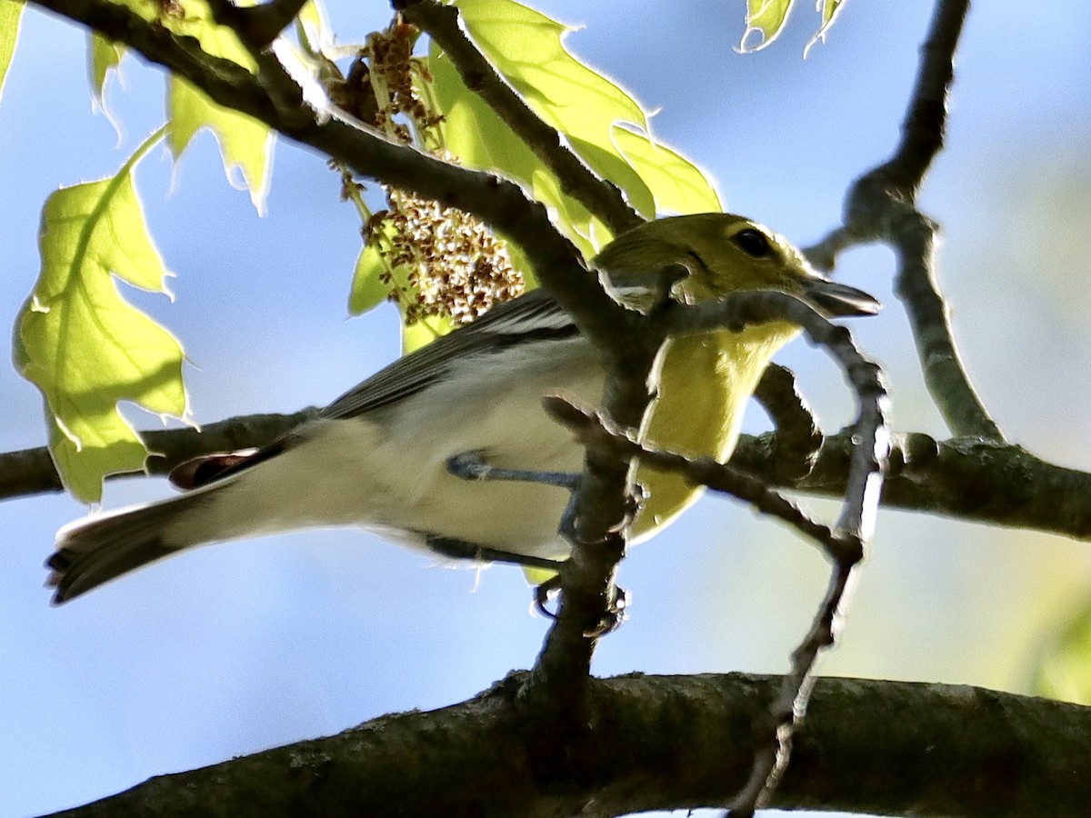 Yellow-throated Vireo - William Going