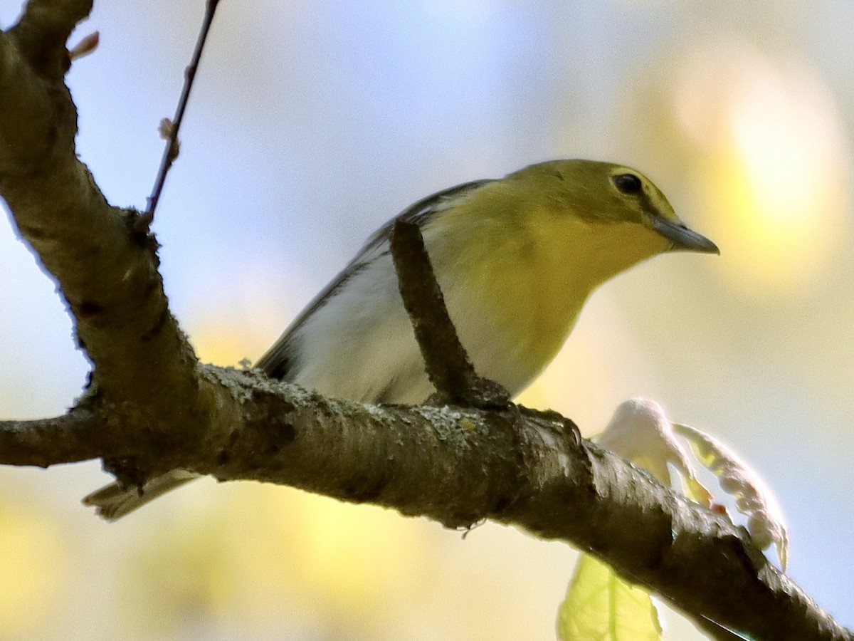 Yellow-throated Vireo - William Going