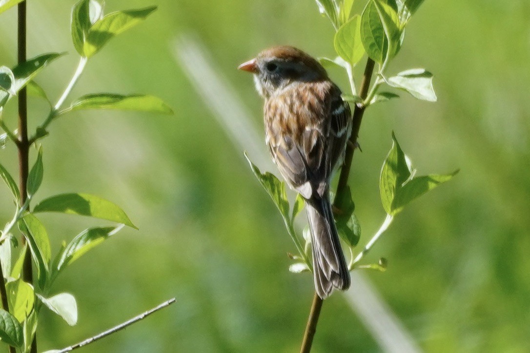 Field Sparrow - linda kleinhenz