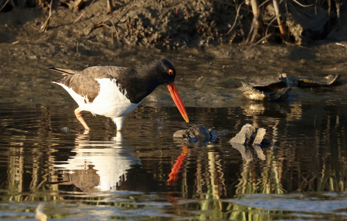 American Oystercatcher - Grace Simms  🐦‍⬛